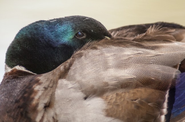 michael-fuchs-060417-2