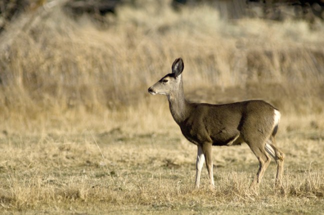 michael-fuchs-060417-3