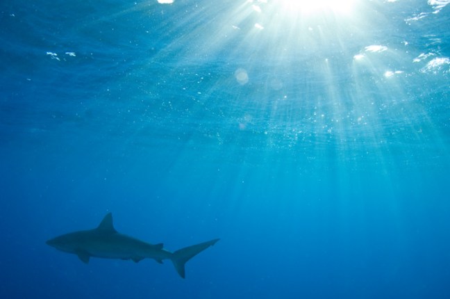 michael-fuchs-060417-5