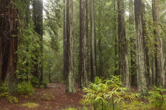 michael-fuchs-071617-2