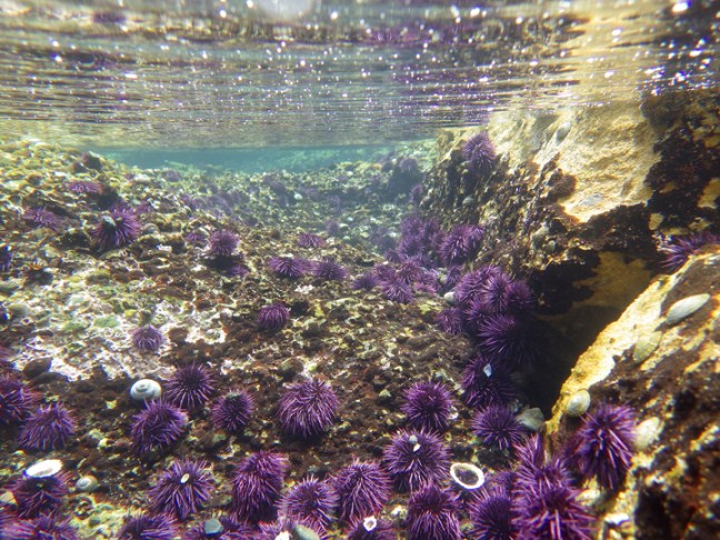 michael-fuchs-072317-5