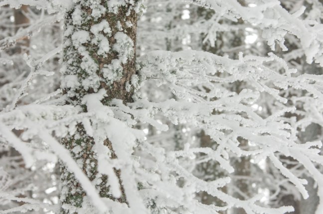 michael-fuchs-073017-1