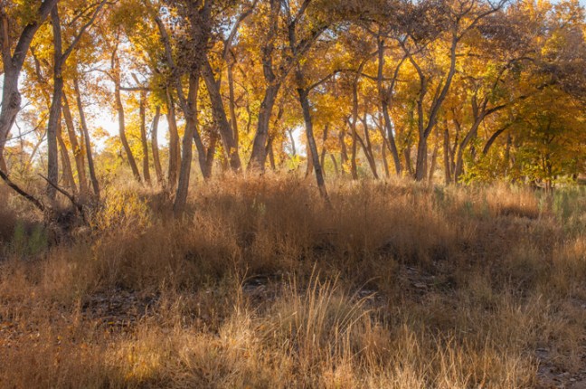 michael-fuchs-081317-1