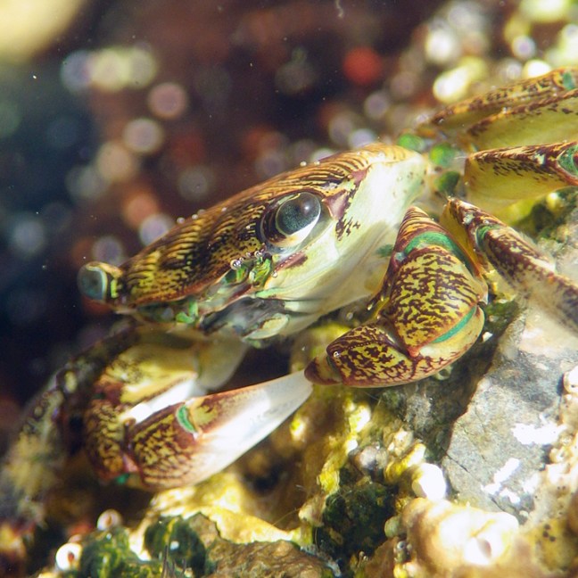 michael-fuchs-090317