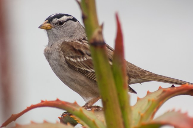 michael-fuchs-092417-4