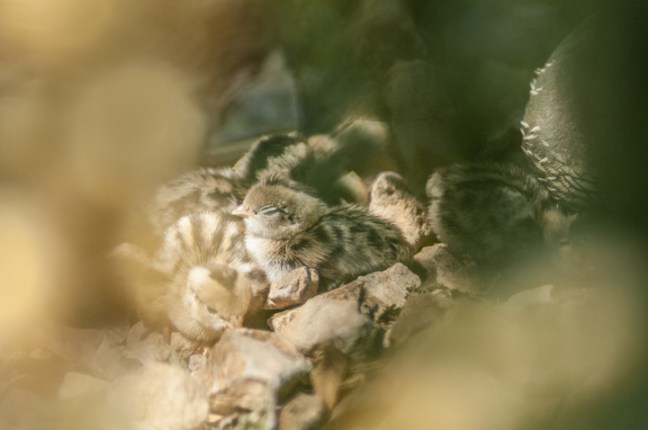 michael-fuchs-111217-5