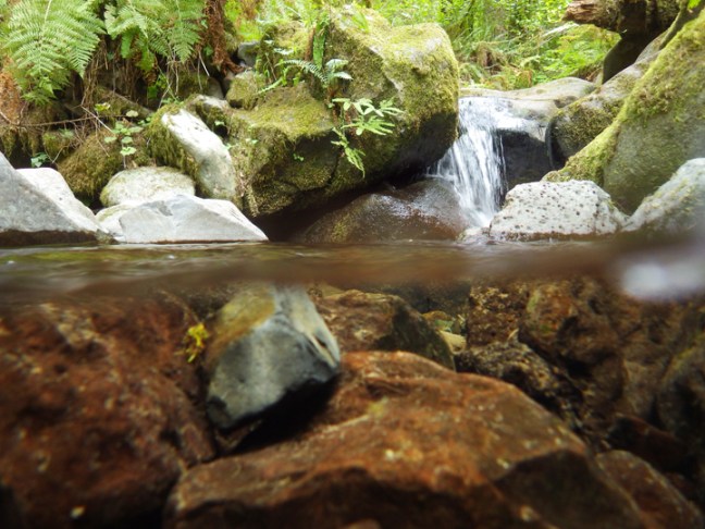 michael-fuchs-111917