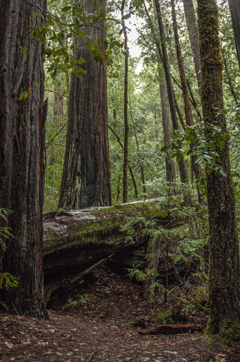 michael-fuchs-112617-1