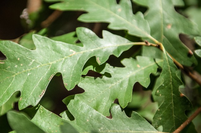 michael-fuchs-122417-2